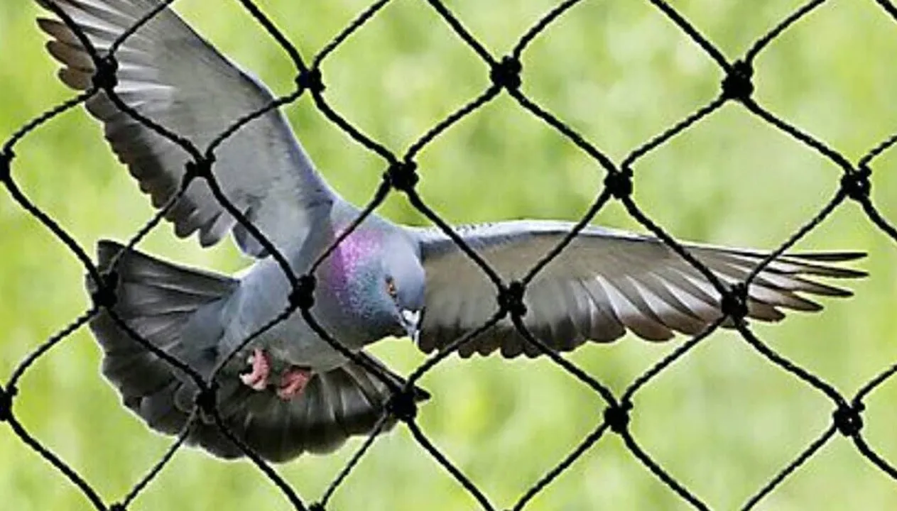 Bird Netting Service In Pune