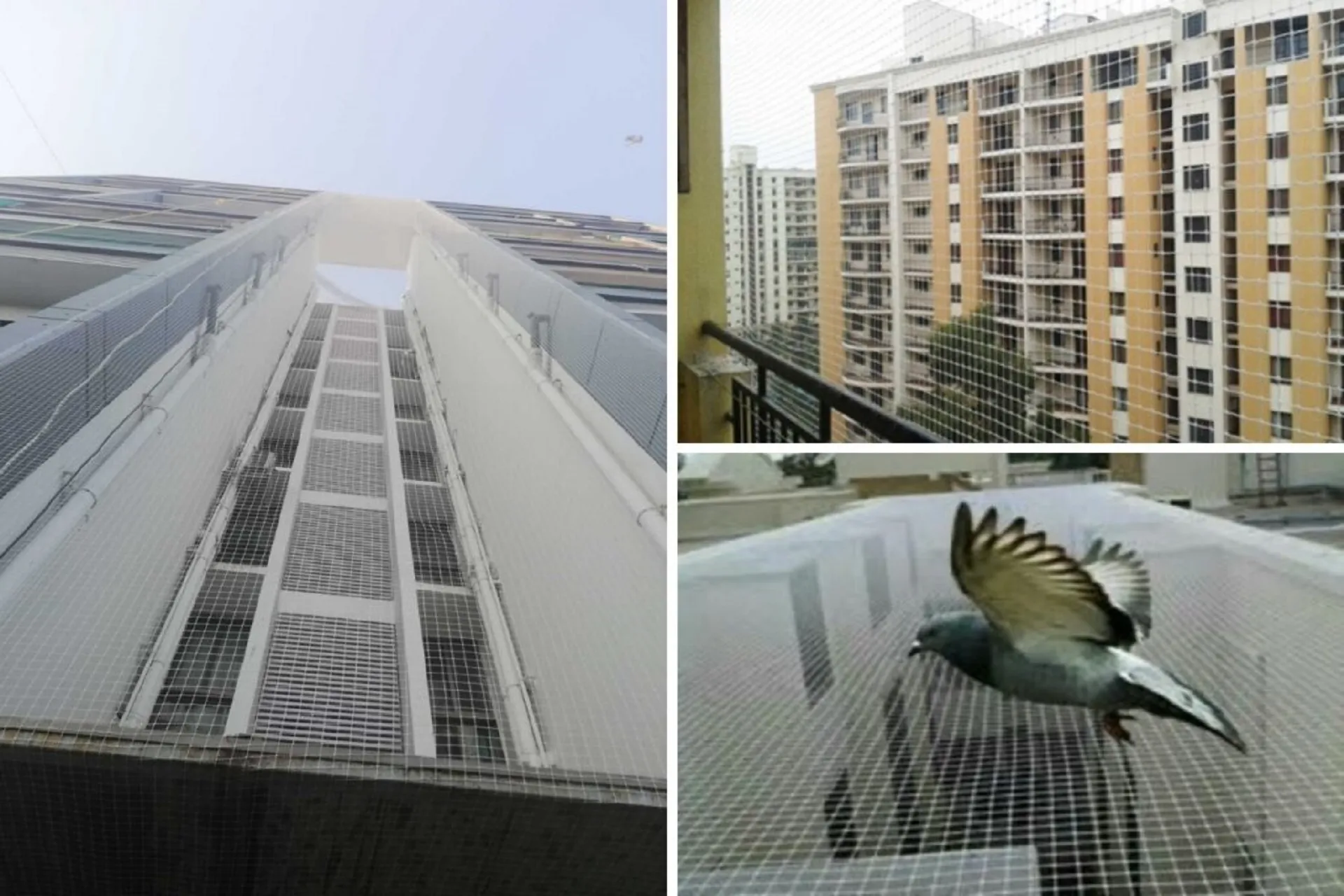 Society Bird Netting Service